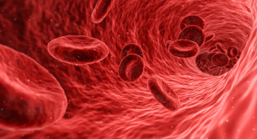 Blutzellen durchströmen ein gesundes Blutgefäß