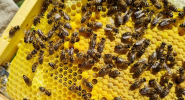 youbee schützt Bienen vor der Varroa-Milbe