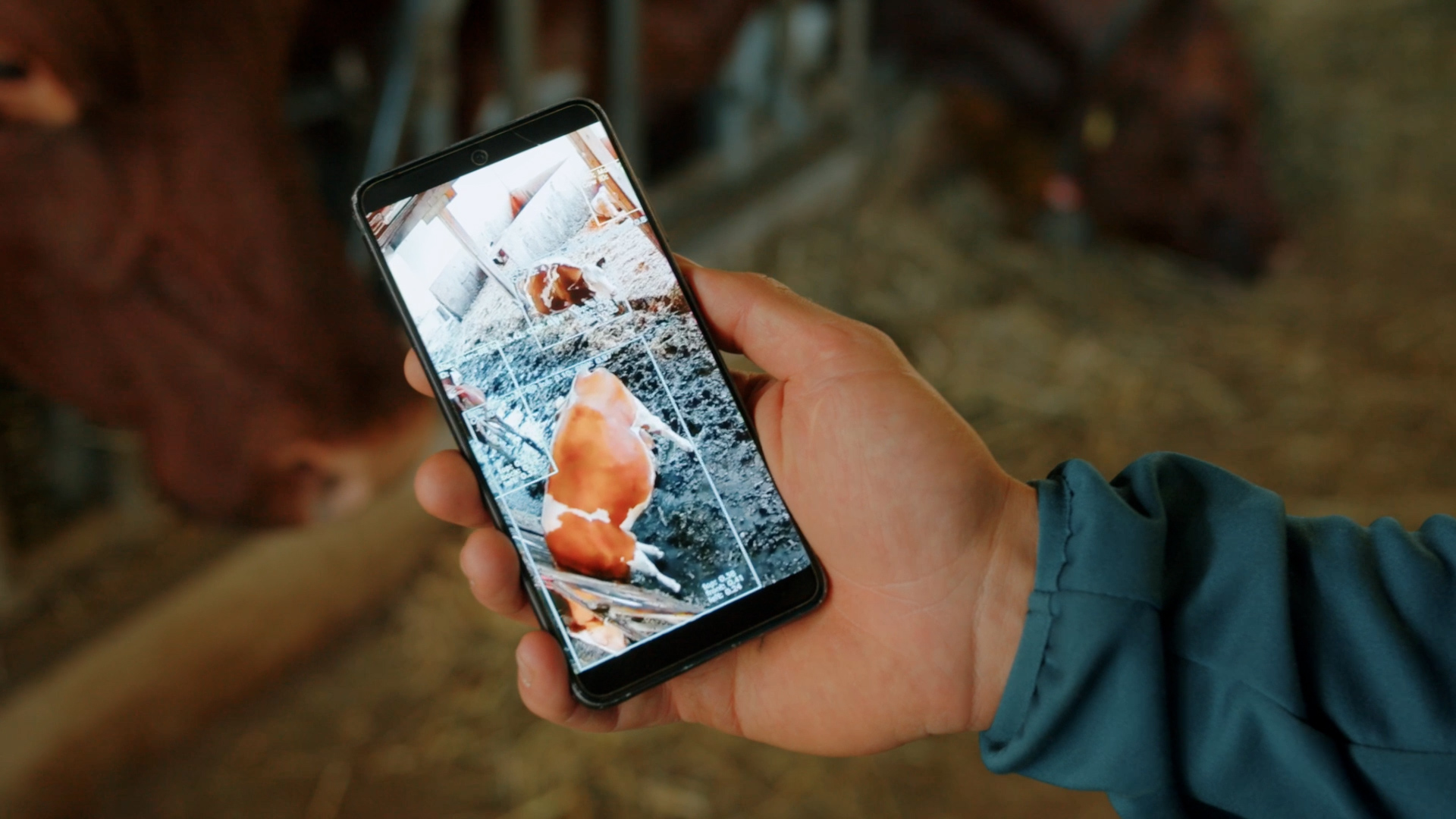 Eine Hand hält ein Smartphone auf dem eine Kuh in einem Stall zu sehen ist.